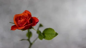 高清玫瑰图片大全_6