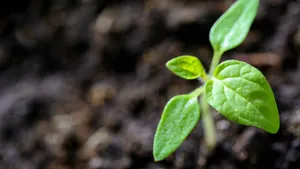 植物幼苗图片大全_2