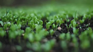 植物幼苗图片大全_3