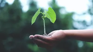 植物幼苗图片大全_4