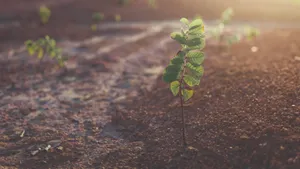 植物幼苗图片大全_5