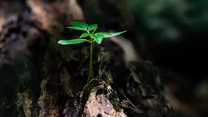 植物幼苗图片大全_7