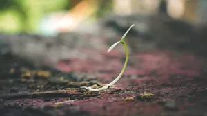 植物幼苗图片大全_8