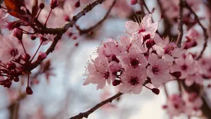 唯美高清樱花图片大全_3