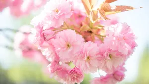 唯美高清樱花图片大全_4