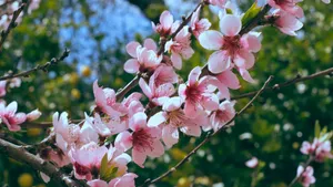 唯美高清樱花图片大全_5