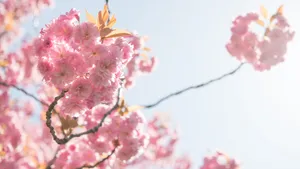 唯美高清樱花图片大全_7