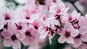 唯美高清樱花图片大全_8