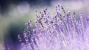 高清薰衣草花田图片_3