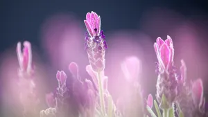 高清薰衣草花田图片_7