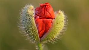 艳丽的罂粟花图片_3