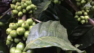 挂满果实的咖啡树图片_5