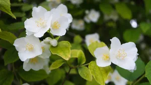 纯洁无瑕的茉莉花图片