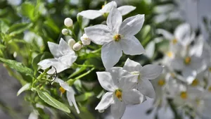 纯洁无瑕的茉莉花图片_2