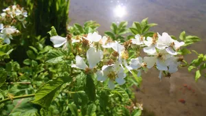 纯洁无瑕的茉莉花图片_5