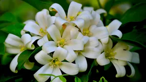 纯洁无瑕的茉莉花图片_6