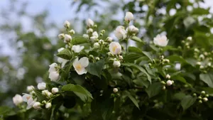 纯洁无瑕的茉莉花图片_9