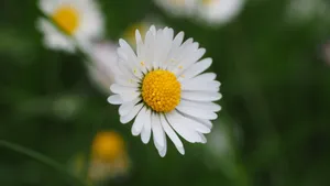 唯美高清雏菊图片_4