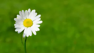 唯美高清雏菊图片_7