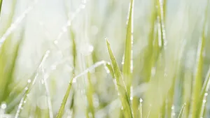 沾满雨露的草丛图片_3