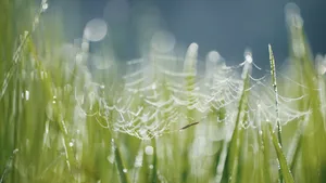 沾满雨露的草丛图片_4