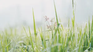 沾满雨露的草丛图片_5