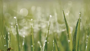 沾满雨露的草丛图片_7