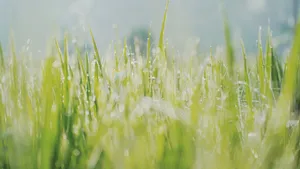 沾满雨露的草丛图片_9