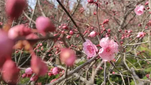 凌寒怒放的梅花图片