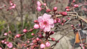 凌寒怒放的梅花图片_3