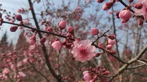 凌寒怒放的梅花图片_5