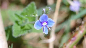 勿忘我鲜花图片_4
