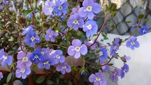 勿忘我鲜花图片_5