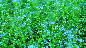 勿忘我鲜花图片_9