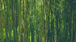 四季常青的竹子图片_14