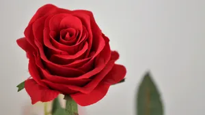红色玫瑰花图片大全_5