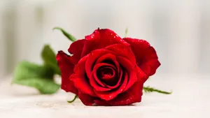 红色玫瑰花图片大全_6