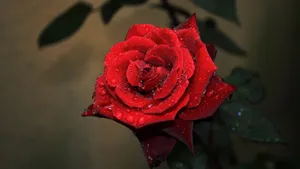 红色玫瑰花图片大全_8