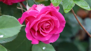 红色玫瑰花图片大全_9