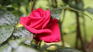 红色玫瑰花图片大全_10
