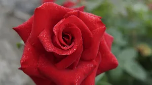 红色玫瑰花图片大全_13