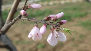 高清桃花图片大全_2