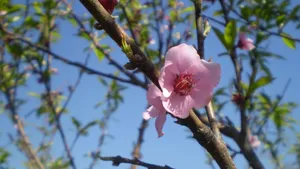 高清桃花图片大全_3