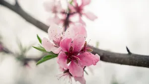 高清桃花图片大全_4