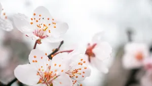 高清桃花图片大全_5