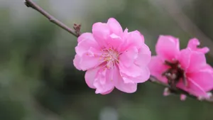 高清桃花图片大全_6