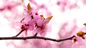 高清桃花图片大全_7