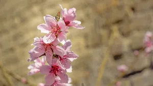 高清桃花图片大全_8
