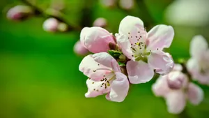 高清桃花图片大全_9