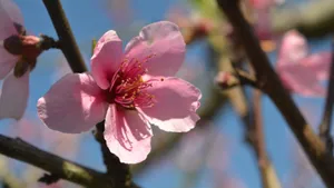 高清桃花图片大全_10